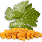 لوگوی سیمین تاک - بسته بندی خشکبار