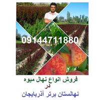 فروش نهال میوه نهالستان برتر آذربایجان