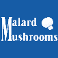 لوگوی شرکت کشت و صنعت ملارد - تولید قارچ