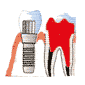 لوگوی صبوری - متخصص پروتز دندان