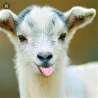 لوگوی طباخی ناردون