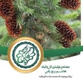 لوگوی مجتمع تولیدی گل وگیاه هاشم پور - احداث فضای سبز