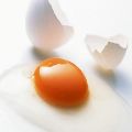 لوگوی پخش طلوع - تولید و پخش تخم مرغ