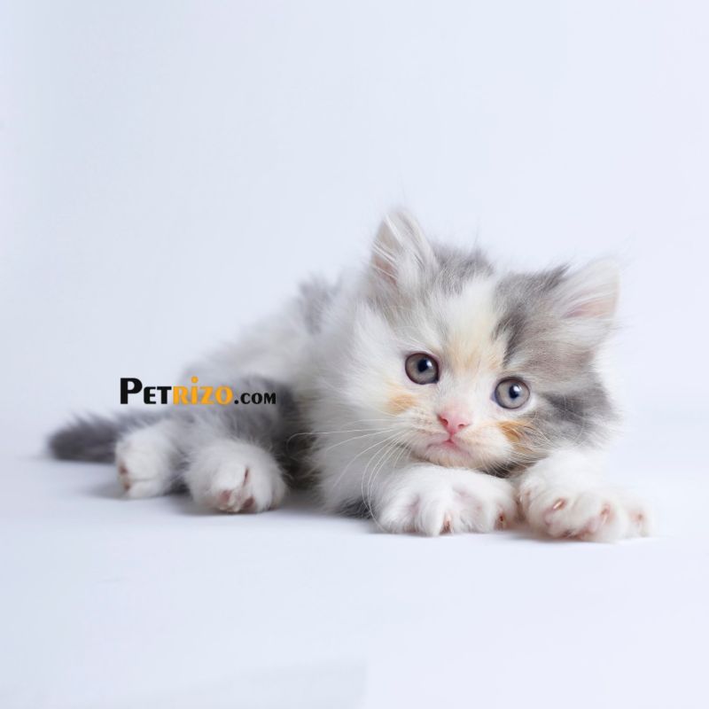 پانسیون گربه پتریزو - پانسیون حیوانات خانگی شماره 1