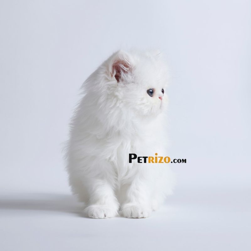پانسیون گربه پتریزو - پانسیون حیوانات خانگی شماره 4