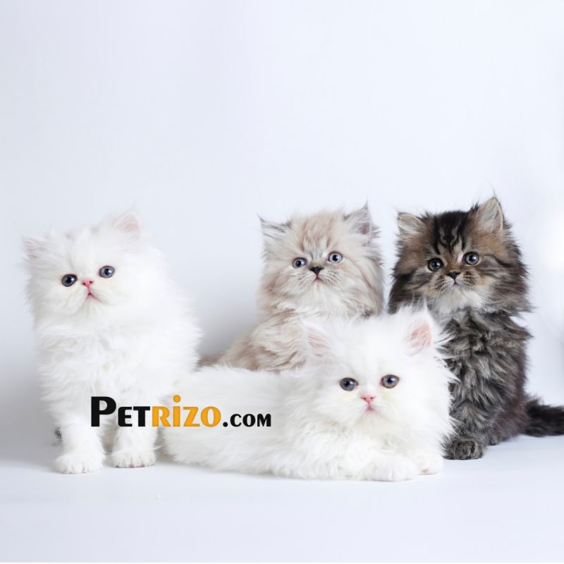 پانسیون گربه پتریزو - پانسیون حیوانات خانگی شماره 7