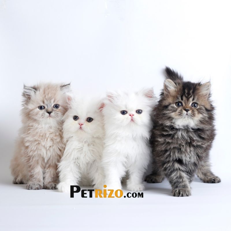 پانسیون گربه پتریزو - پانسیون حیوانات خانگی شماره 8