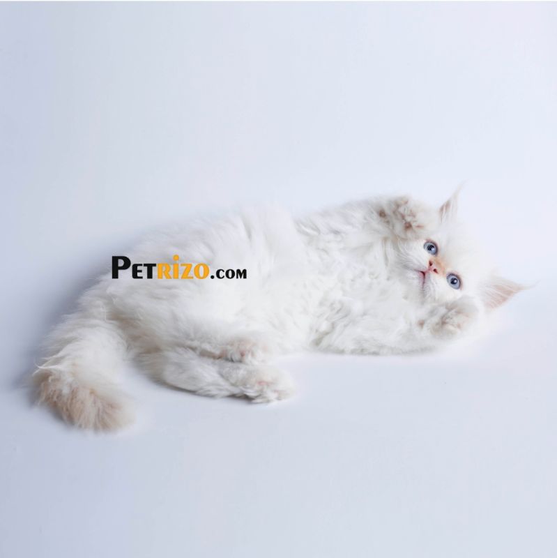 پانسیون گربه پتریزو - پانسیون حیوانات خانگی شماره 2