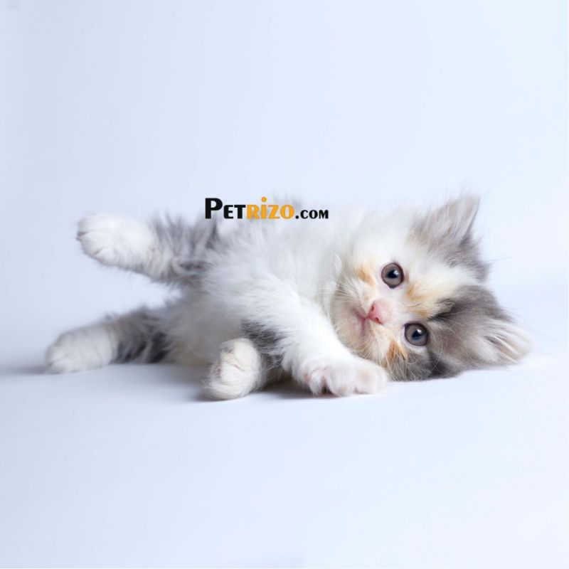 پانسیون گربه پتریزو - پانسیون حیوانات خانگی شماره 3