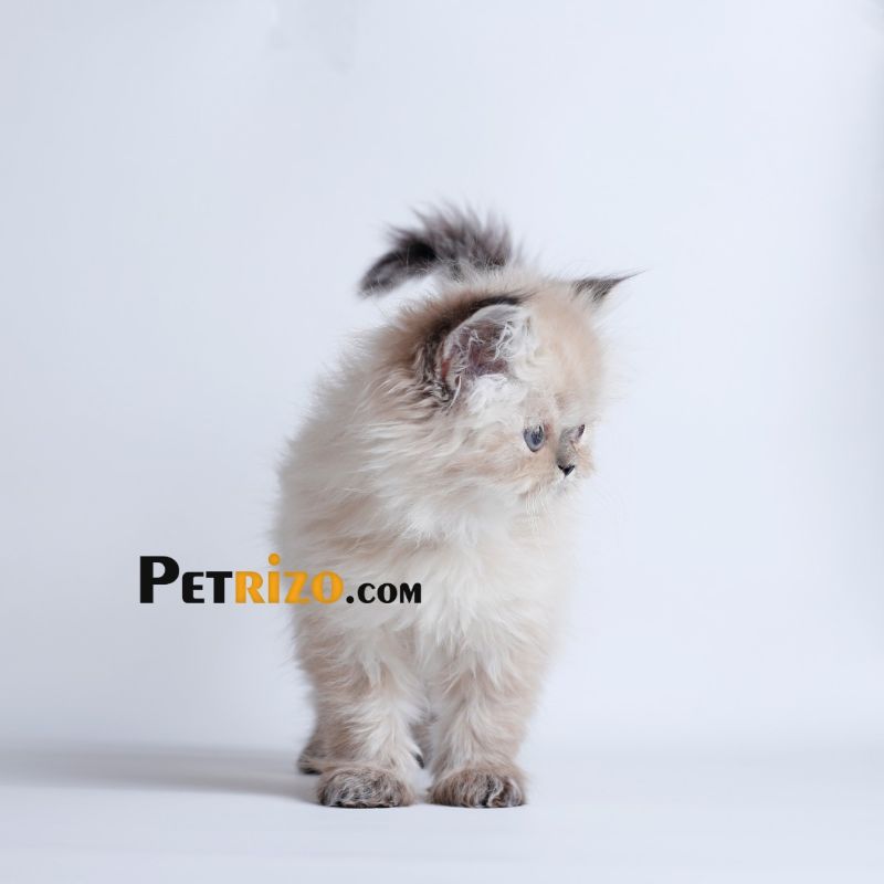 پانسیون گربه پتریزو - پانسیون حیوانات خانگی شماره 5